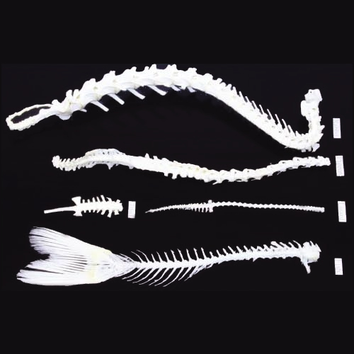 Images Of Fish Skeletons. Fish Skeleton (Carassius